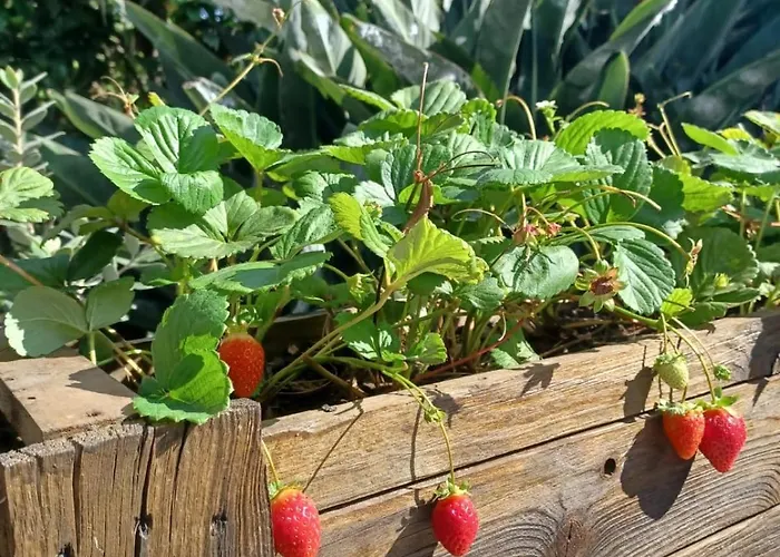 De Luna בית נופש